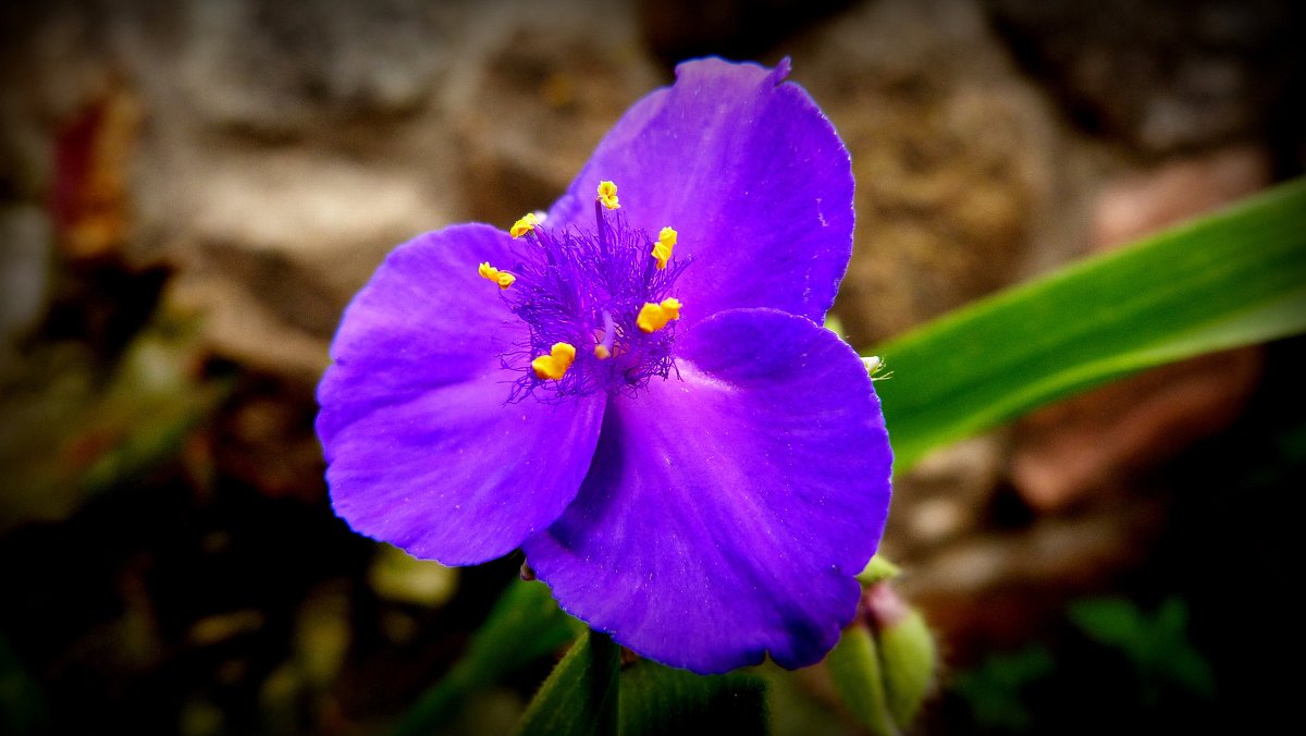 синий маленький цветочек - Александр Прокудин