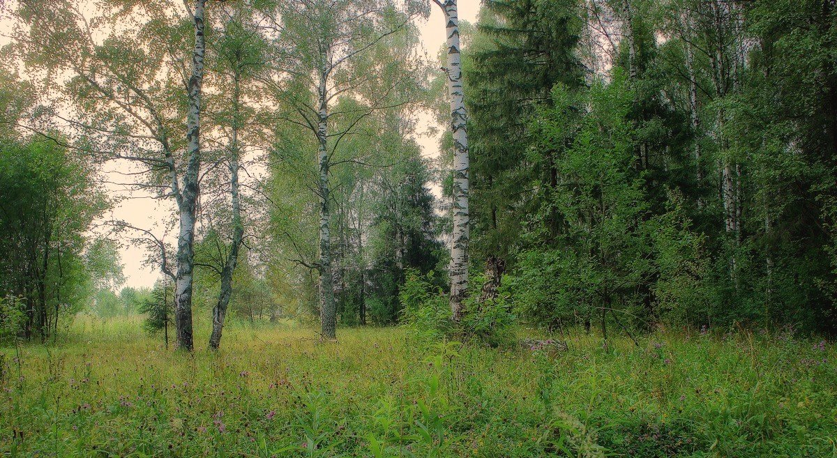 Вечер в берёзовой роще... - марк 