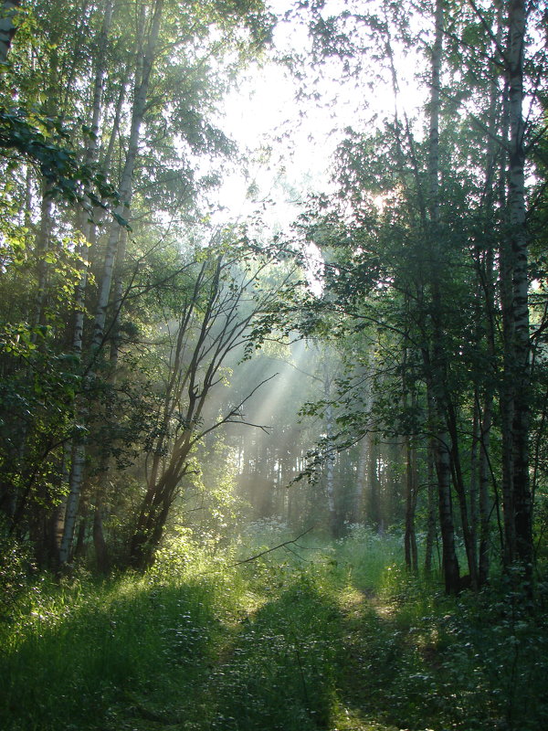 Утром в лесу - Анатолий Аверкин