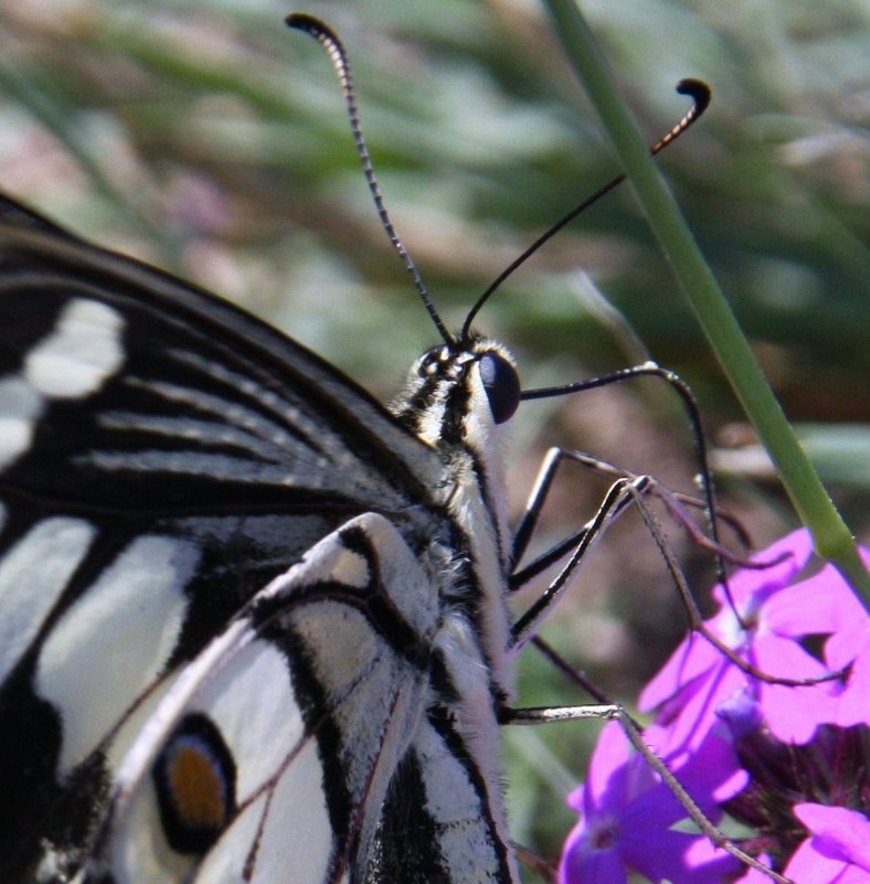 Парусник Демолей (Papilio demoleus) - Антонина 