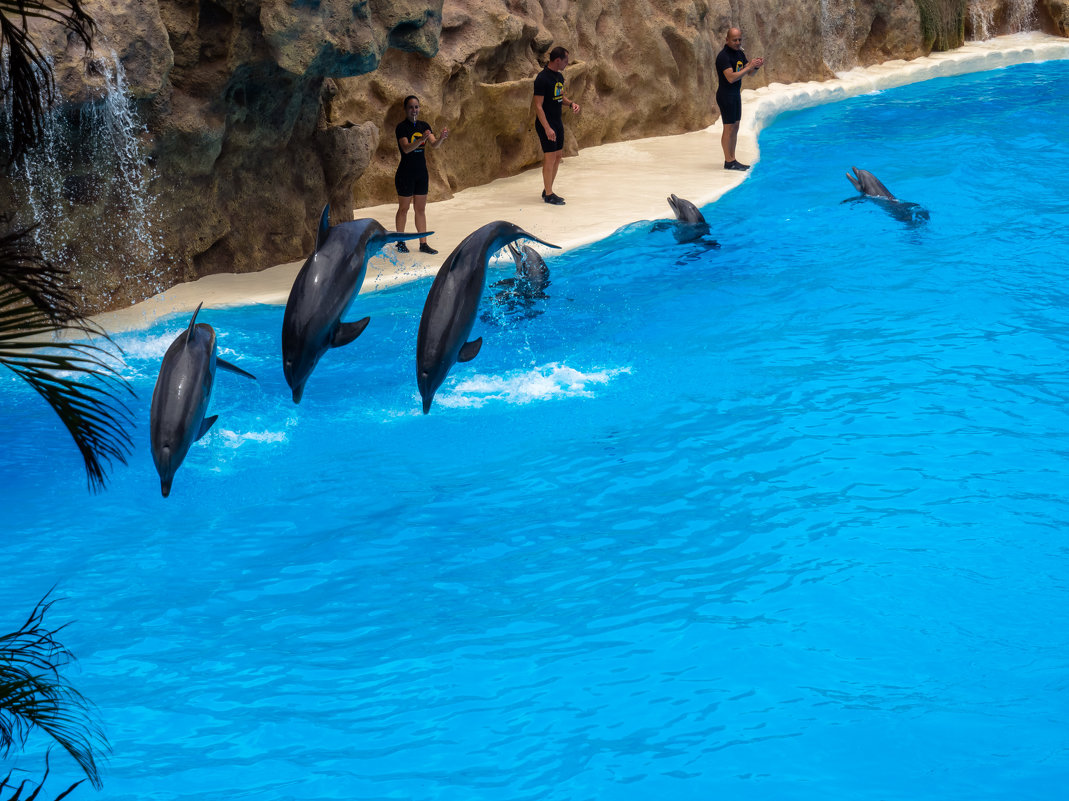 Шоу с дельфинами в Лора Парке - Witalij Loewin