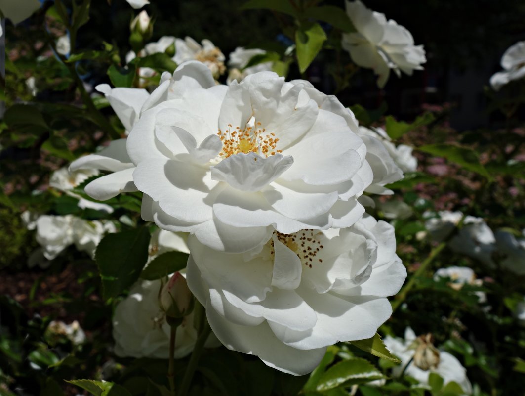 "Белая роза...из лучиков света...!" - Galina Dzubina