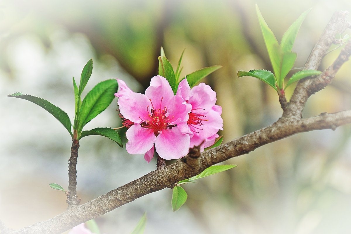 Японская весна - wea *