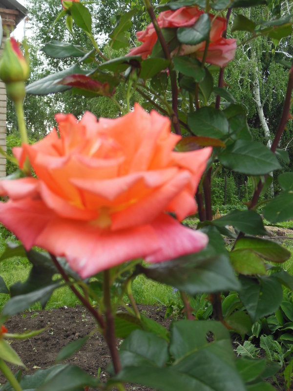 Роза - игорь 