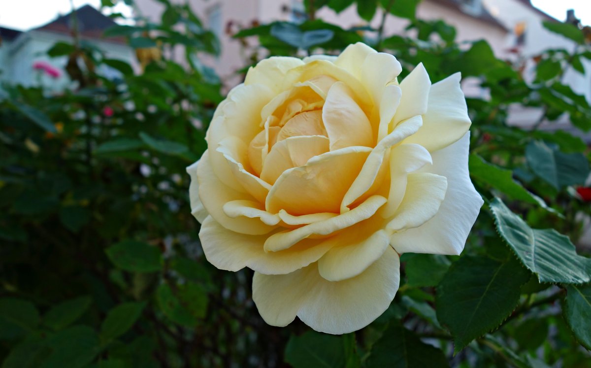 Желтая роза... - Galina Dzubina