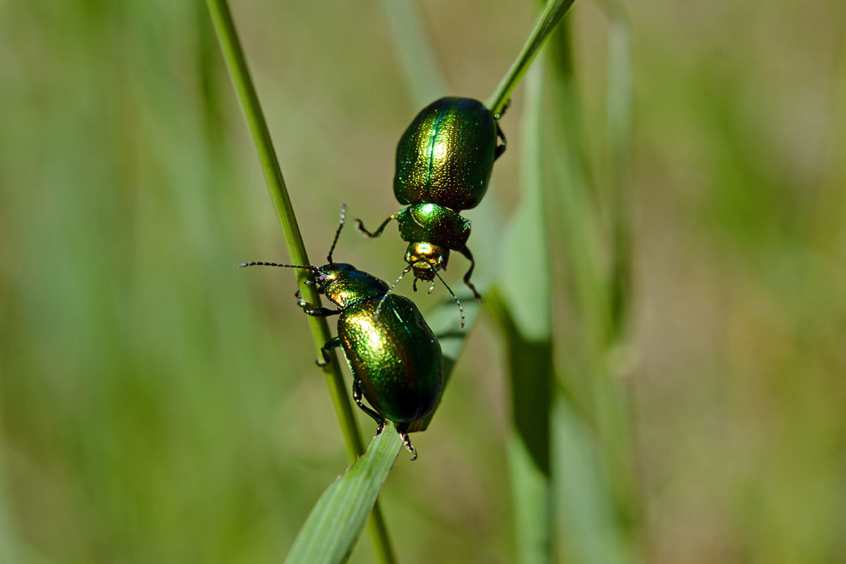 Два  жука - Геннадий Супрун