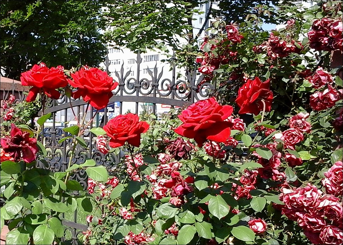 Розы из церковного двора - Нина Корешкова