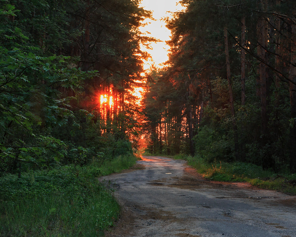 По лесной дороге на закат - Ирина Приходько