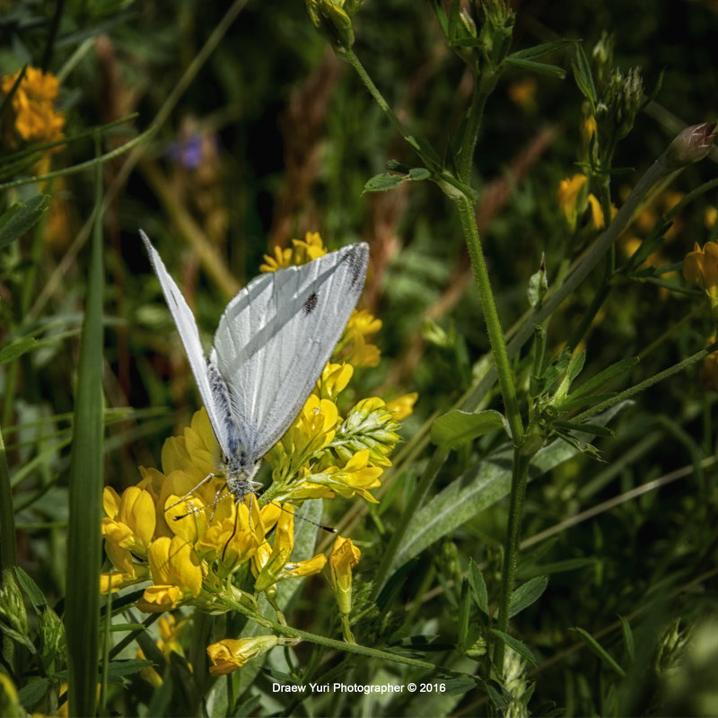 Pieris brassicae - Юрий Драев