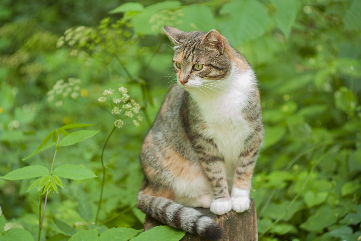 кошка в лесу - Анастасия 