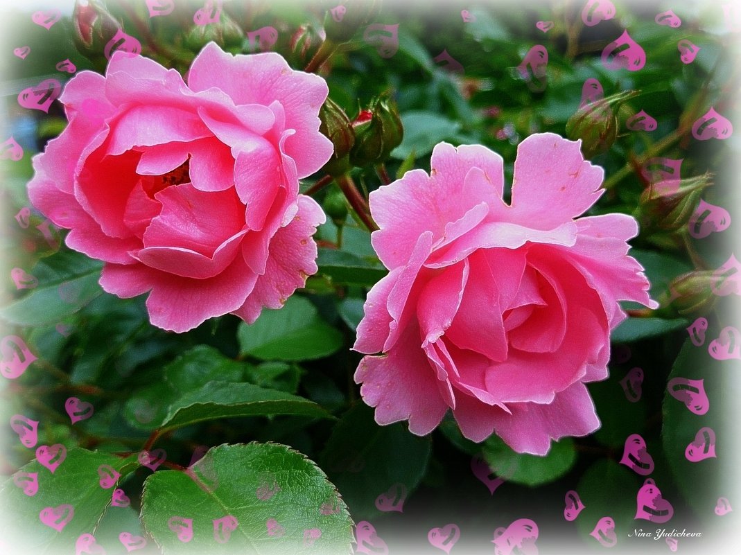 Розовые розы - Nina Yudicheva