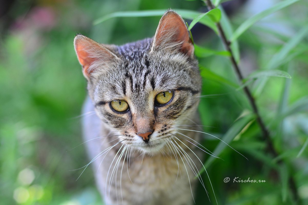 Cat - Kirchos Foto