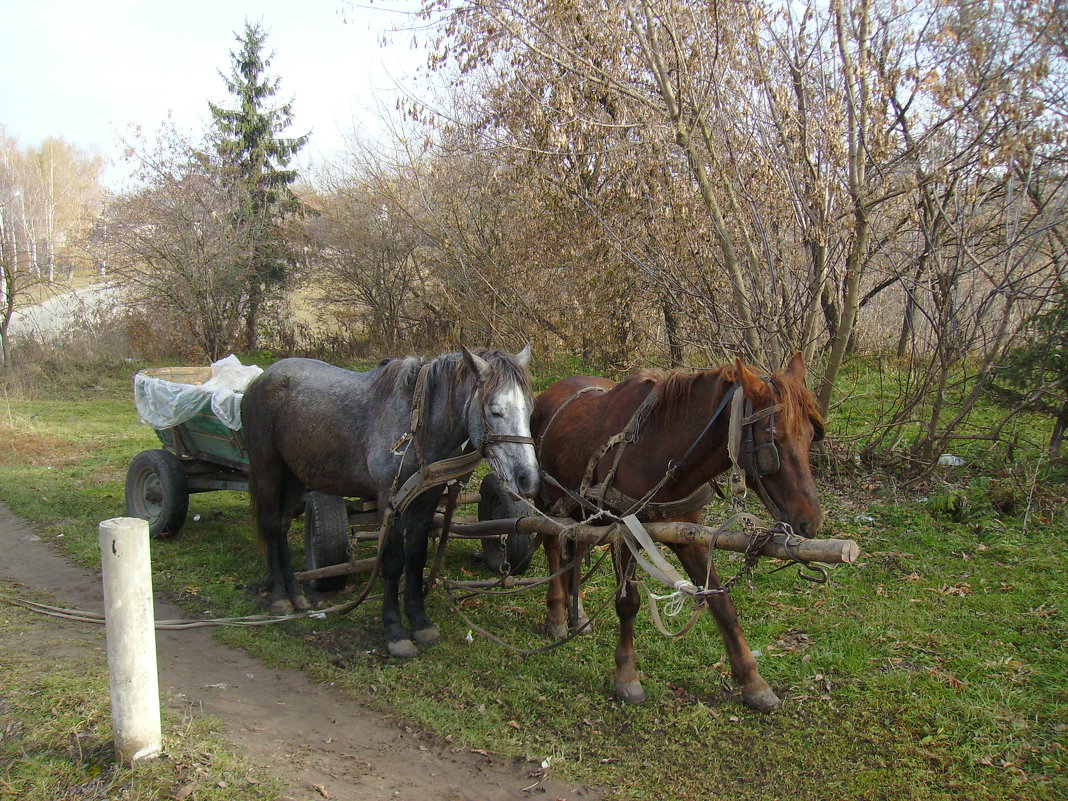 Сельская   повозка  в   Городенке - Андрей  Васильевич Коляскин