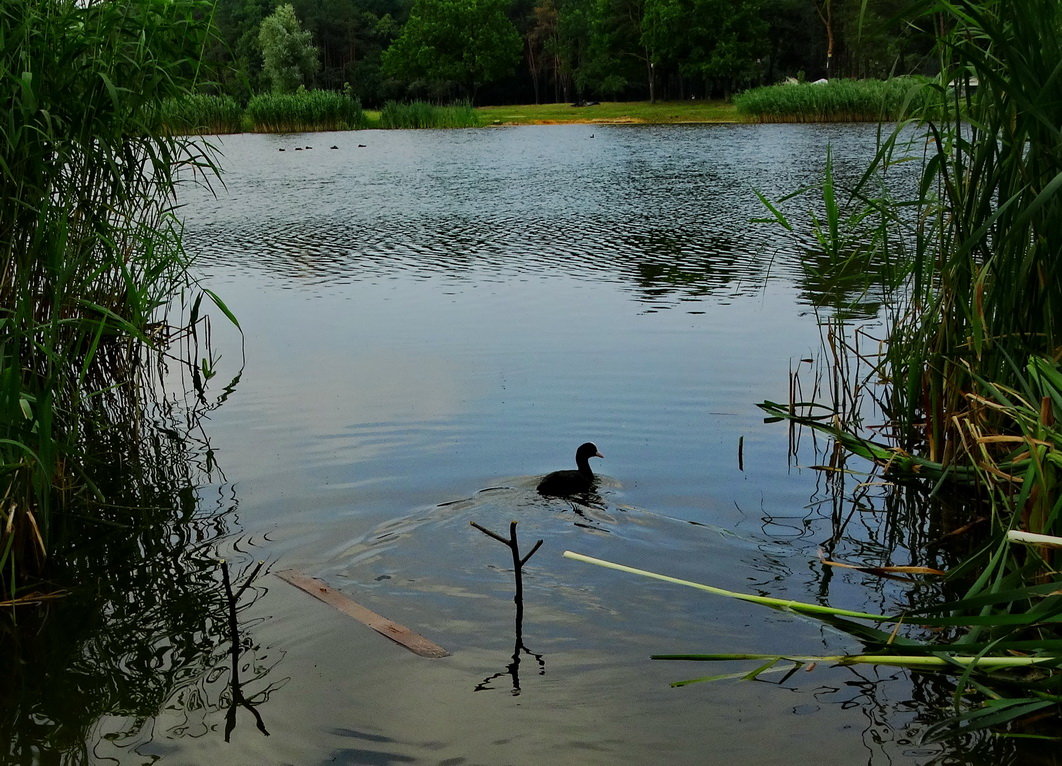 Ранее утро на лесном озере - Владимир Бровко