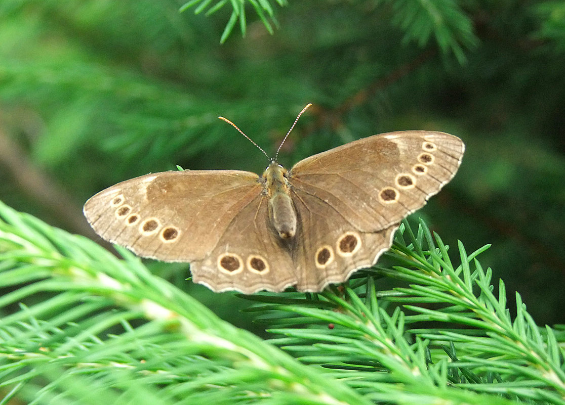 Бабочка крупноглазка (Lasiommata achine SCOP) - Генрих Сидоренко