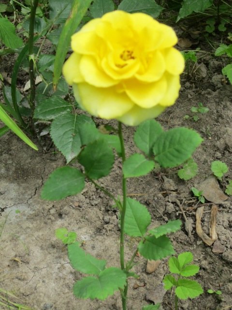 Жёлтая роза моя - Дмитрий Никитин