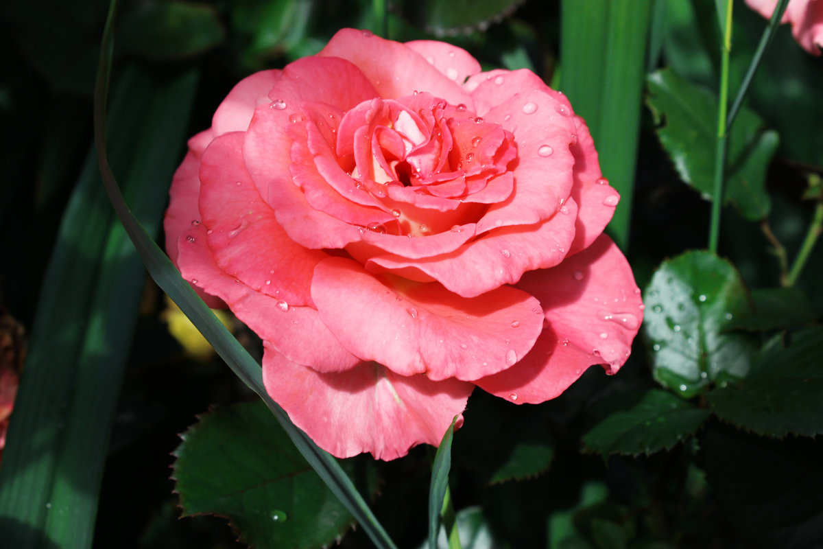 Вздыхая розы аромат, тенистый вспоминаю сад.... - раиса Орловская