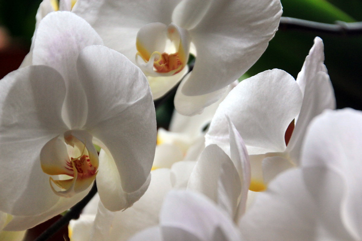 орхидеи - Olga 
