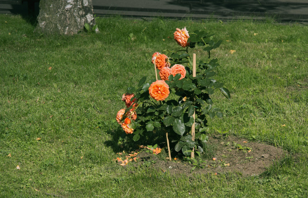 Июльские цветы - Aнна Зарубина