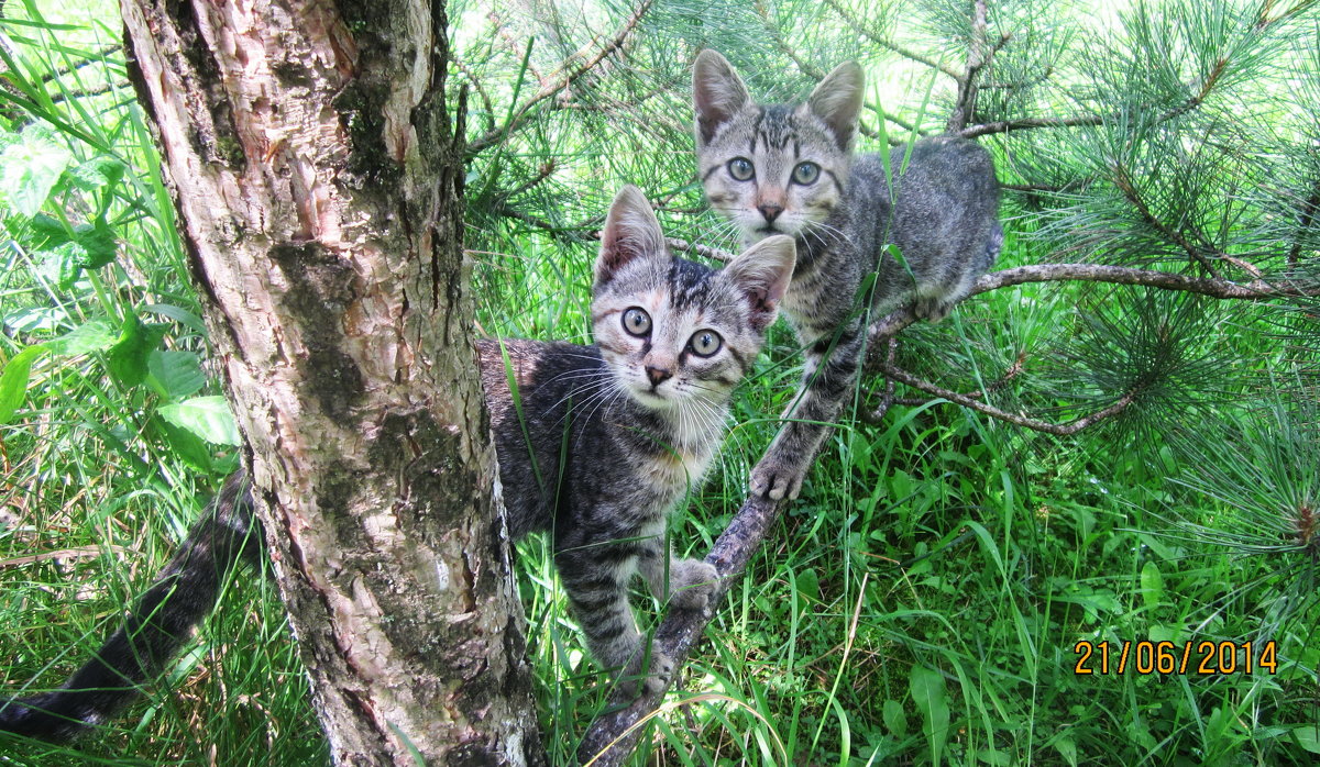 Любопытные котята - татьяна 