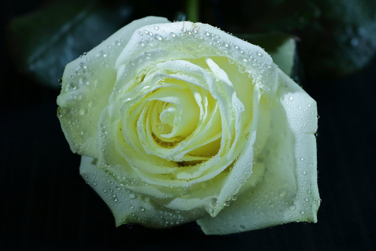 Белая роза - Светлана 
