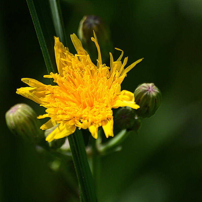 Test Sigma AF 70-300mm f/4-5.6 APO MACRO DG - Валерий Чернов