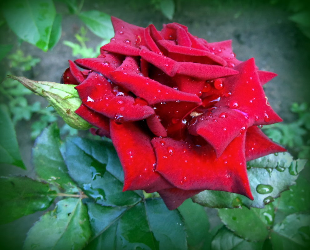 Роза после дождя. - Мила Бовкун