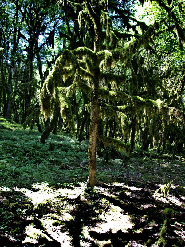 Самшитовый лес - Николай 