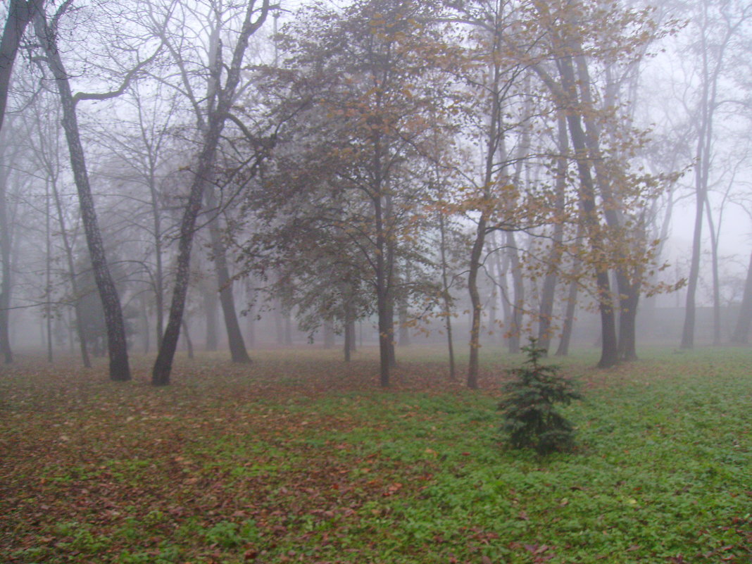 Туманное  утро  в  Ивано - Франковске - Андрей  Васильевич Коляскин