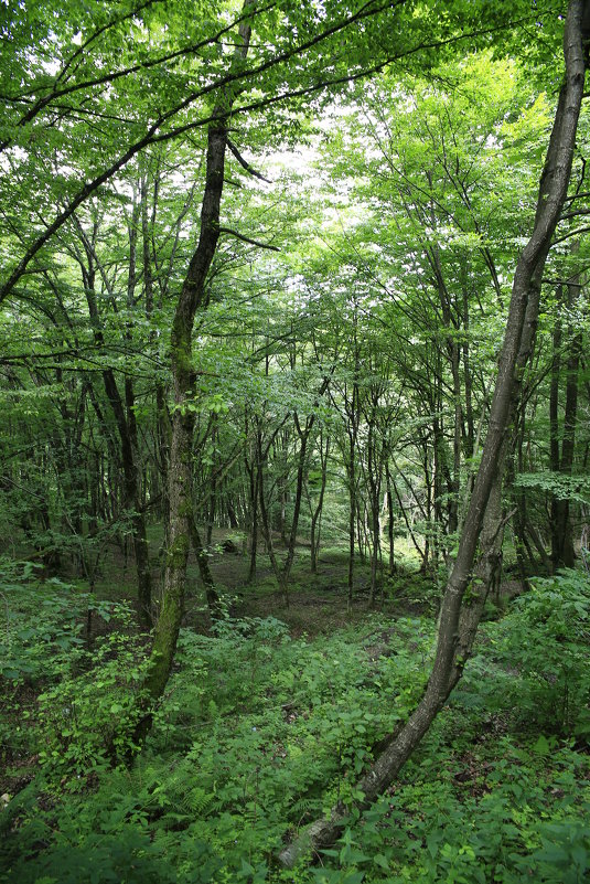 В лиственном лесу - valeriy khlopunov