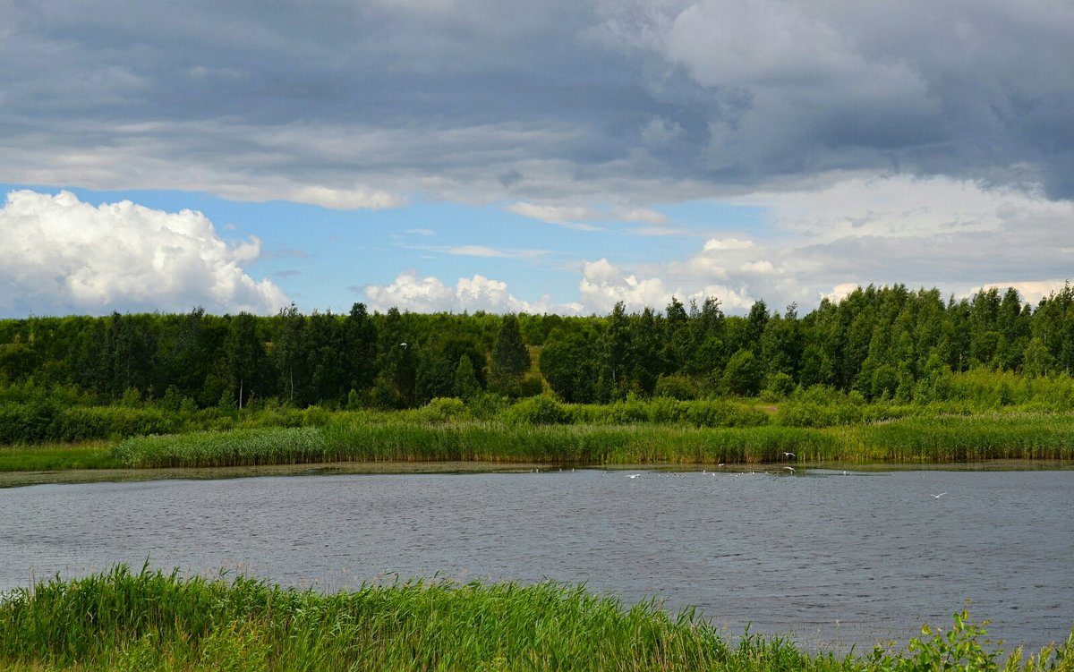 Летний пейзаж с чайками на озере - Милешкин Владимир Алексеевич 
