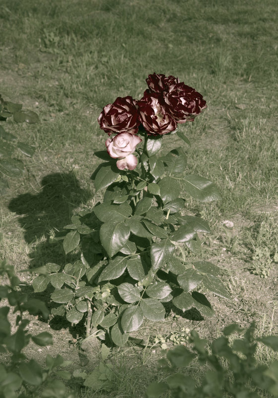 Июльские цветы(вариант) - Aнна Зарубина