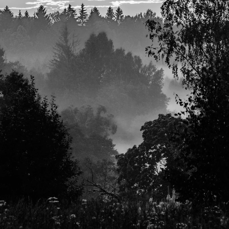 Лесной туман - Павел Кочетов