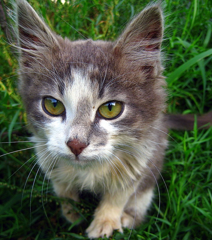 Котик - оля san-alondra