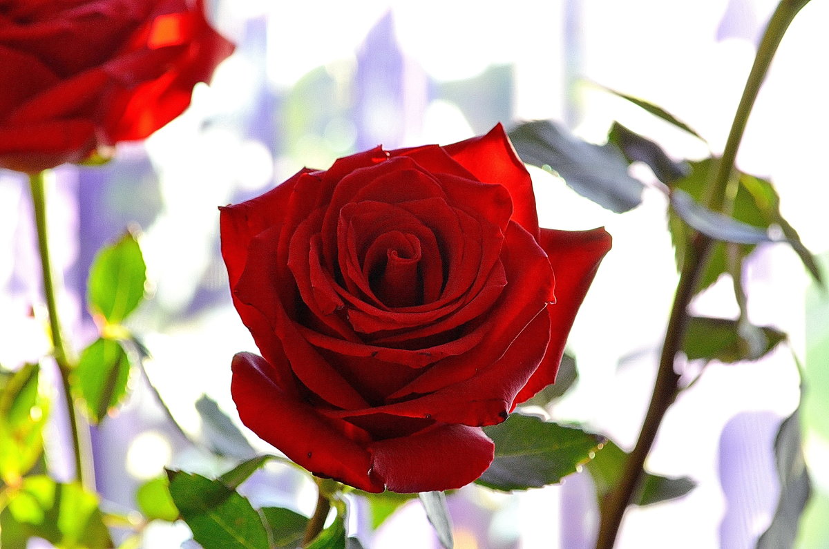 Алые розы любви - Tatyana Nemchinova