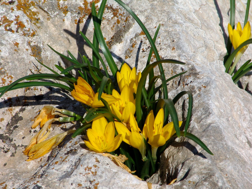 Горные цветы ( желтые крокусы) в камне. - Оля Богданович