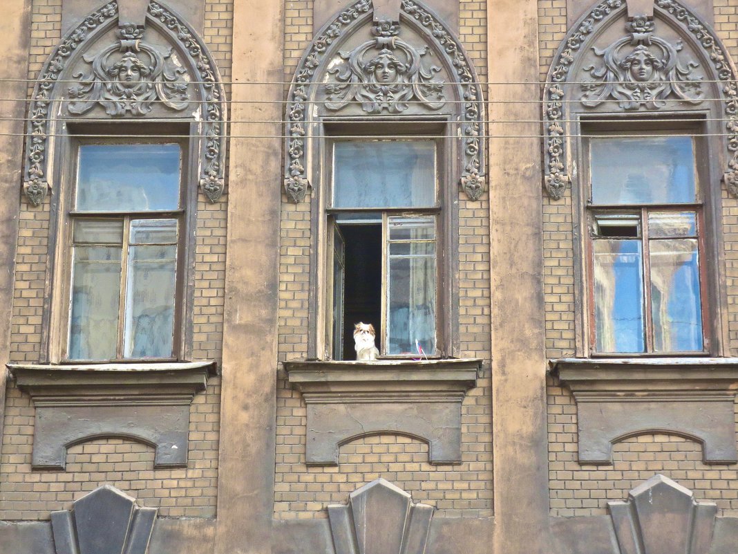 окна Петроградской - Елена 