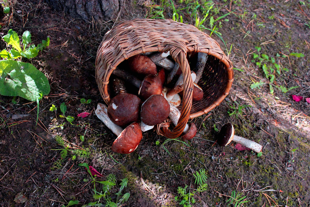 Первые грибы - Альберт Казачёк