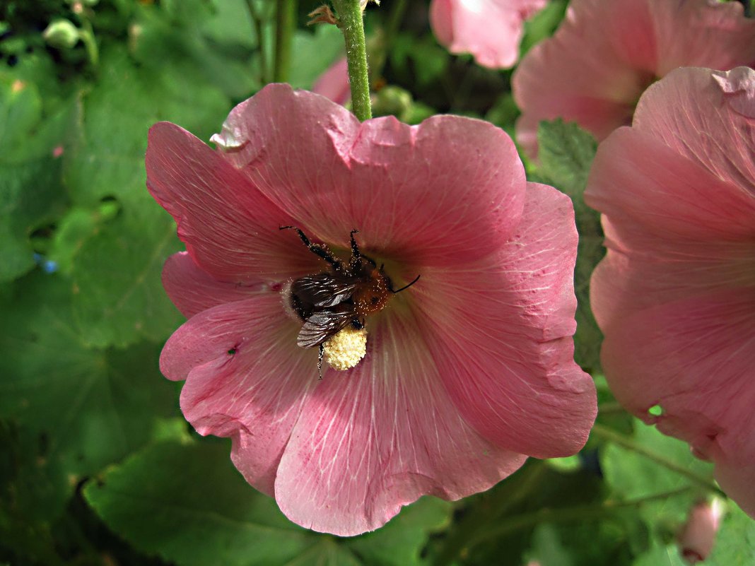 Пчела в цветке - Елена Семигина
