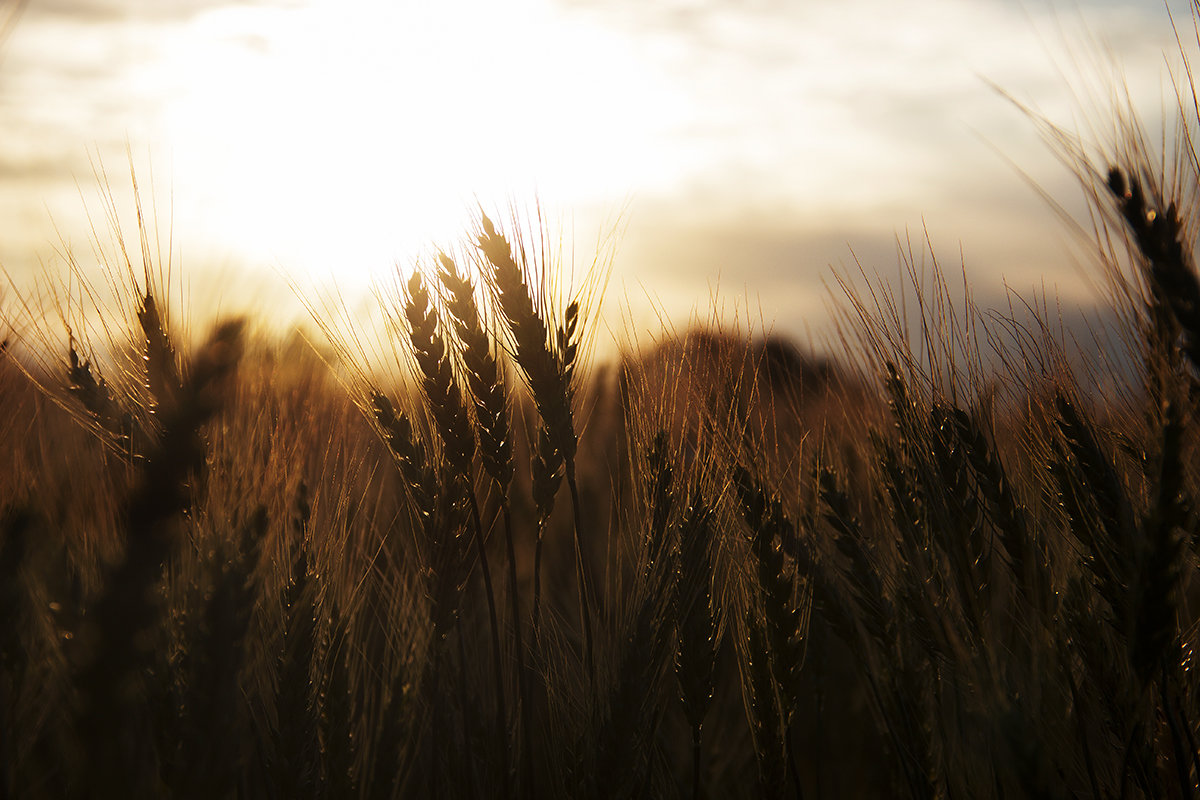 Пшеничное поле - Руслан Лутов