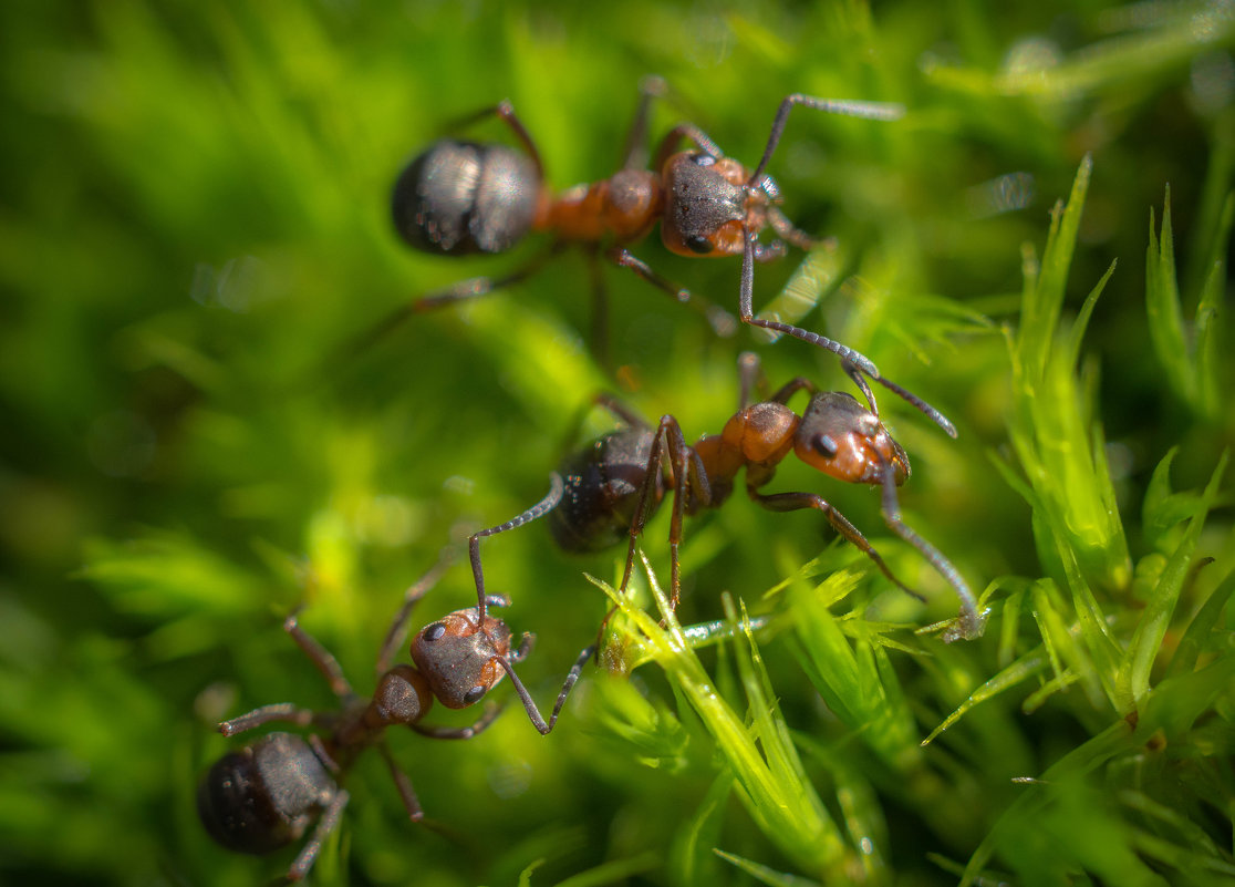 муравьи - Алексей Бородин