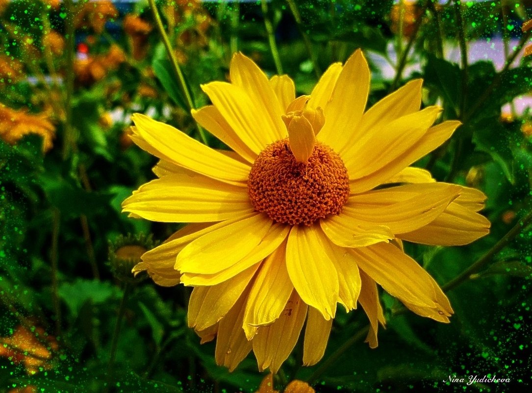 Жёлтый цветок - Nina Yudicheva