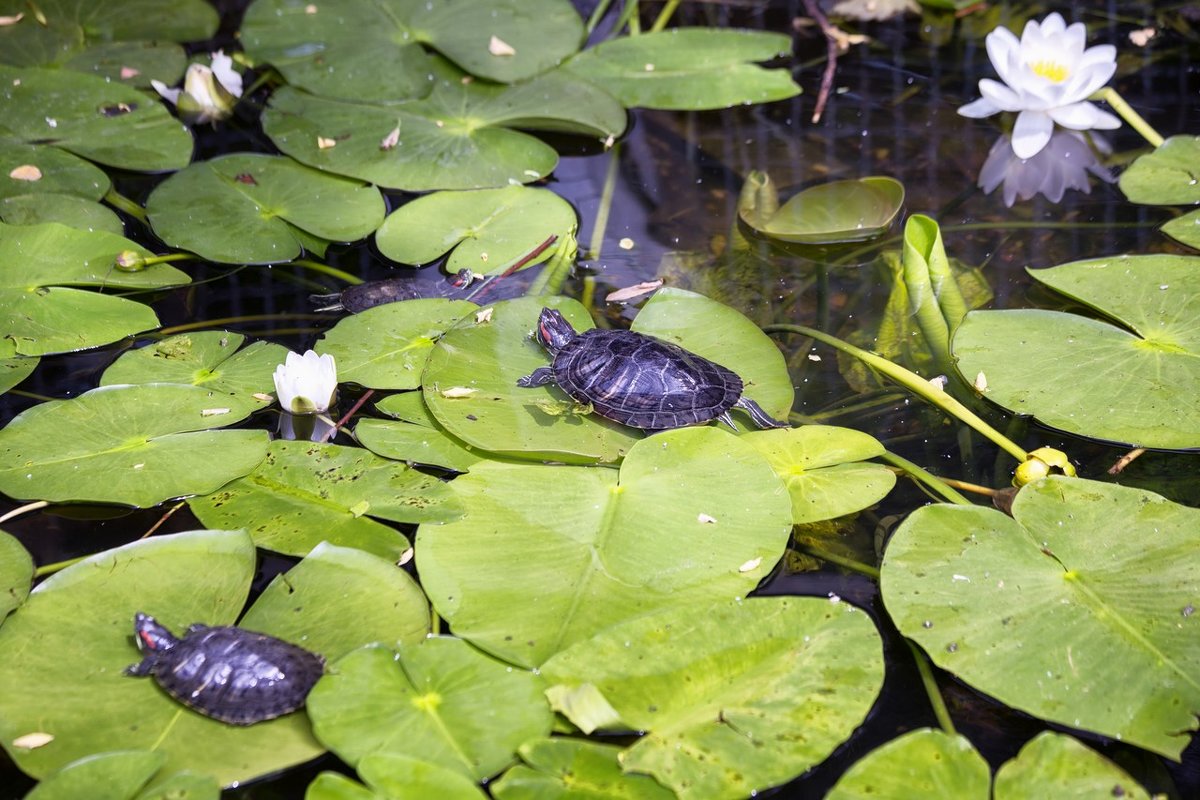 Водяные черепахи греются на листьях цветущей кувшинки. - OKCAHA Валова