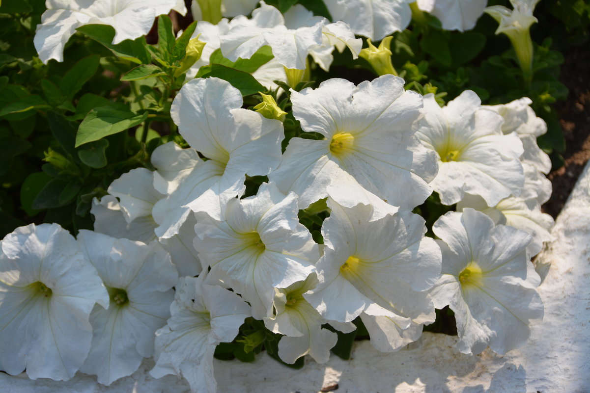 Белые цветы - Ольга 