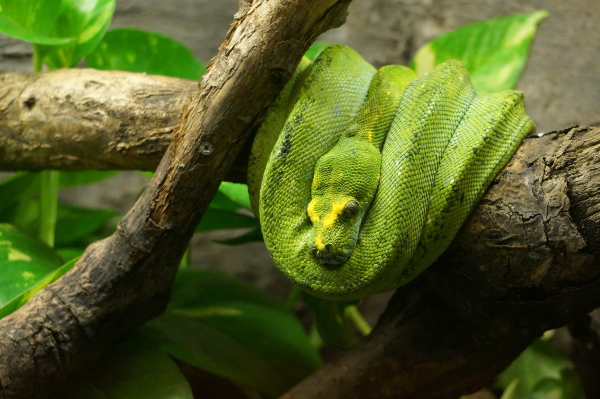 Зеленый змей - IURII 