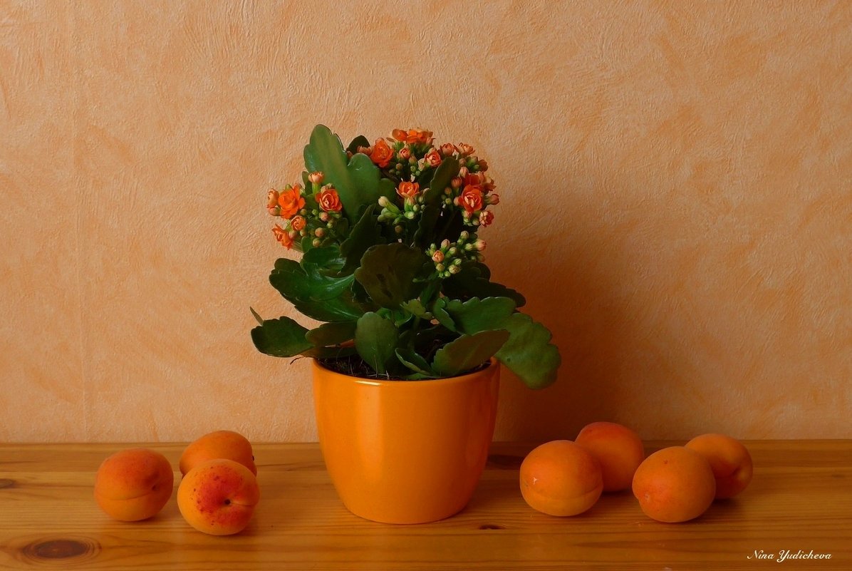 Каланхое и абрикосы - Nina Yudicheva