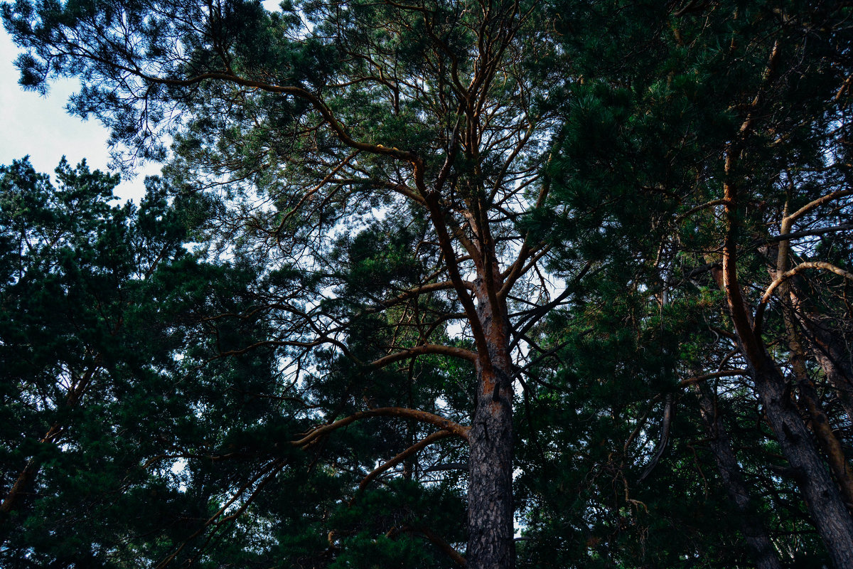 Могучие лесные деревья - Света Кондрашова