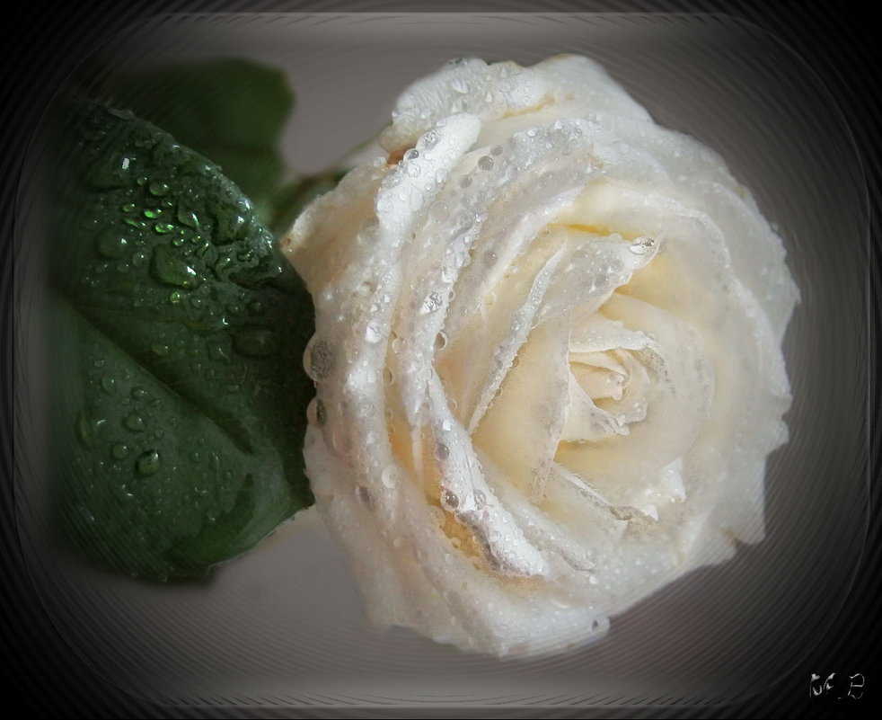 А  белой  розы   красота,  чарует  дивной  чистотой. - Людмила Богданова (Скачко)
