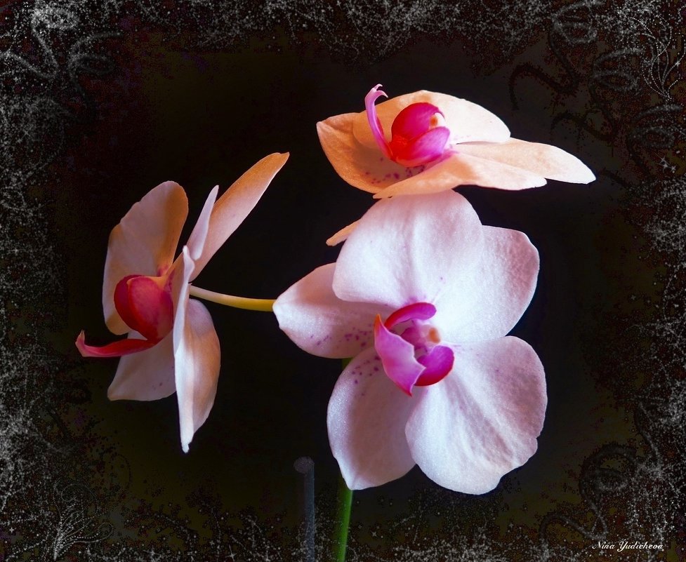 Орхидея - Nina Yudicheva