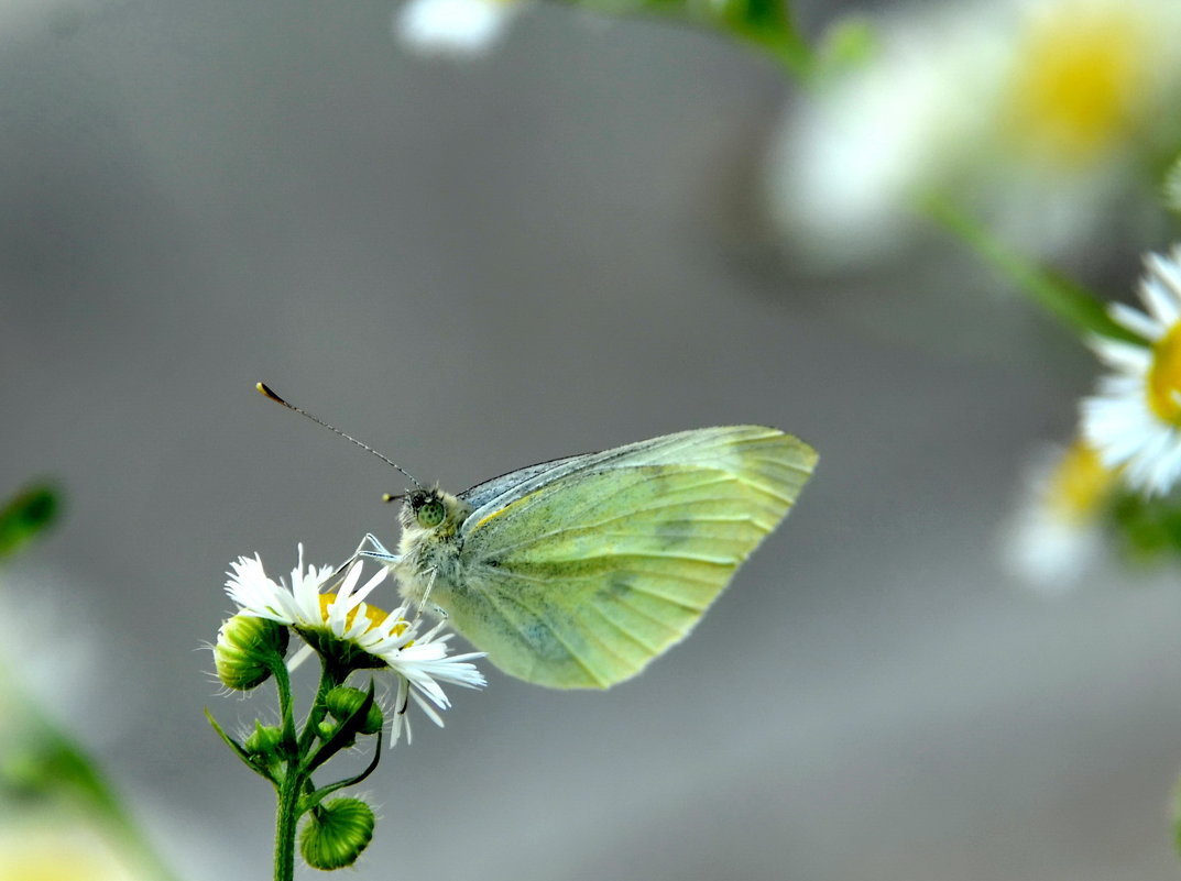 Бабочка с зелеными глазками - Ольга Голубева